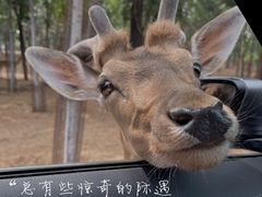 -秦皇岛野生动物园