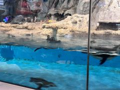 -帝企鹅自助餐厅•儿童岛•真企鹅(长隆企鹅酒店)