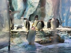 -帝企鹅自助餐厅•儿童岛•真企鹅(长隆企鹅酒店)