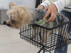 -北京观赏动物医院·24小时大型综合·猫专科·异宠专科