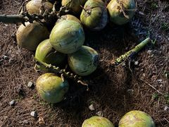 -海南热带雨林国家公园吊罗山景区