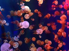 -成都浩海立方海洋公园