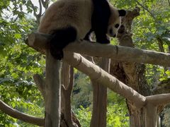-都江堰中华大熊猫苑
