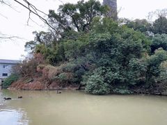-江心屿景区