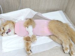 -北京观赏动物医院·24小时大型综合·猫专科·异宠专科