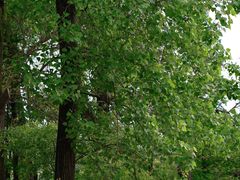 -蜀冈西峰生态公园