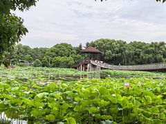 -荷塘月色湿地公园·向阳花洲