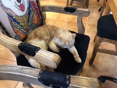 -more than meow吴止猫主题餐厅(承德 中船汇店)