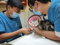 -动物缘宠物医院·骨科·猫科(西二环店)