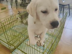 -Let's go狗咖·猫咖·奶狗·桌游(春熙路IFS店)