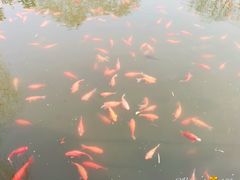 -西湖外事游船(花港观鱼码头)