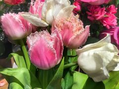 -植物学家的女儿(北马道巷店)