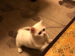 -1013 PET SHOP 宠物商店(近铁城市广场店)