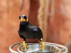 -灵玲国际马戏城