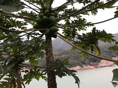 -格力东澳大酒店-蓝色海岸餐厅