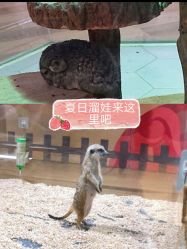 -七巧国萌宠乐园(龙湖天街店)