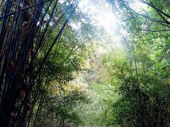 -滴水岩森林公园