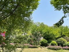 -鹅湖玫瑰文化园