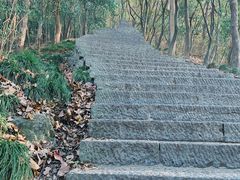 -紫金山山顶公园
