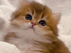 -Bastet sally猫舍购宠(静安店)