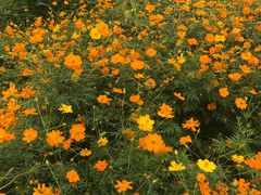 -杭州湾海上花田景区