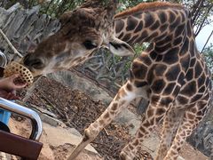 -清迈夜间动物园