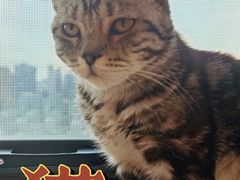 -猫腻·猫咖·撸猫馆(星光大道店)