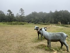 -海南热带雨林国家公园吊罗山景区