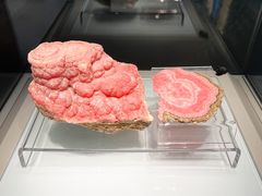 -安徽省地质博物馆