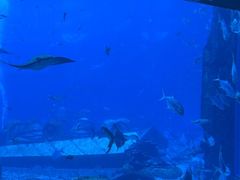 -亚特兰蒂斯•OSSIANO奥西亚诺海底餐厅
