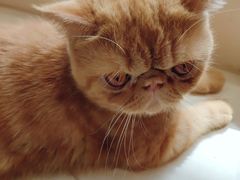 -飞行喵MR PILOT|猫舍·猫咖(静安大融城店)