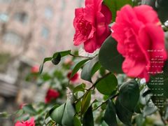 -思南公馆商业街