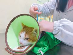 -米苏动物医院·犬猫专科·骨科外科内窥镜