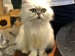 -more than meow吴止猫主题餐厅(承德 中船汇店)