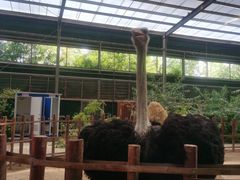-呀路古热带植物园