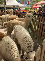 -萌宠亲子动物乐园(槐房万达店)