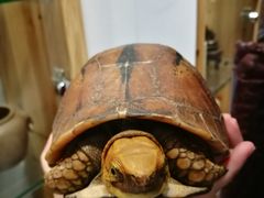 -灵龟之家百象馆(百象馆联合旗舰店)