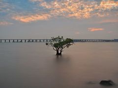 -宝安西湾红树林湿地公园