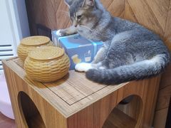 -MOCHA明星猫咖(田子坊店)