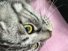 -北京观赏动物医院·24小时大型综合·猫专科·异宠专科