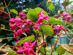 -国家植物园南园