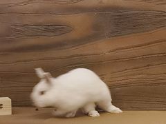 -猫猫幼稚园·撸猫·桌游·电玩