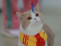 -Bastet sally猫舍购宠(静安店)