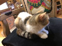 -more than meow吴止猫主题餐厅(承德 中船汇店)