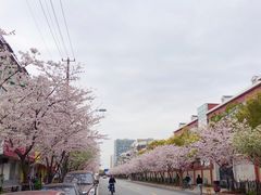 -宝山第一中心小学