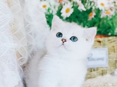 -70cat德文卷毛猫·缅因猫纯种猫舍