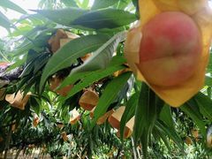 -老袁家蜜桃农场·阳山水蜜桃