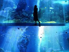 -哈尔滨波塞冬海底世界
