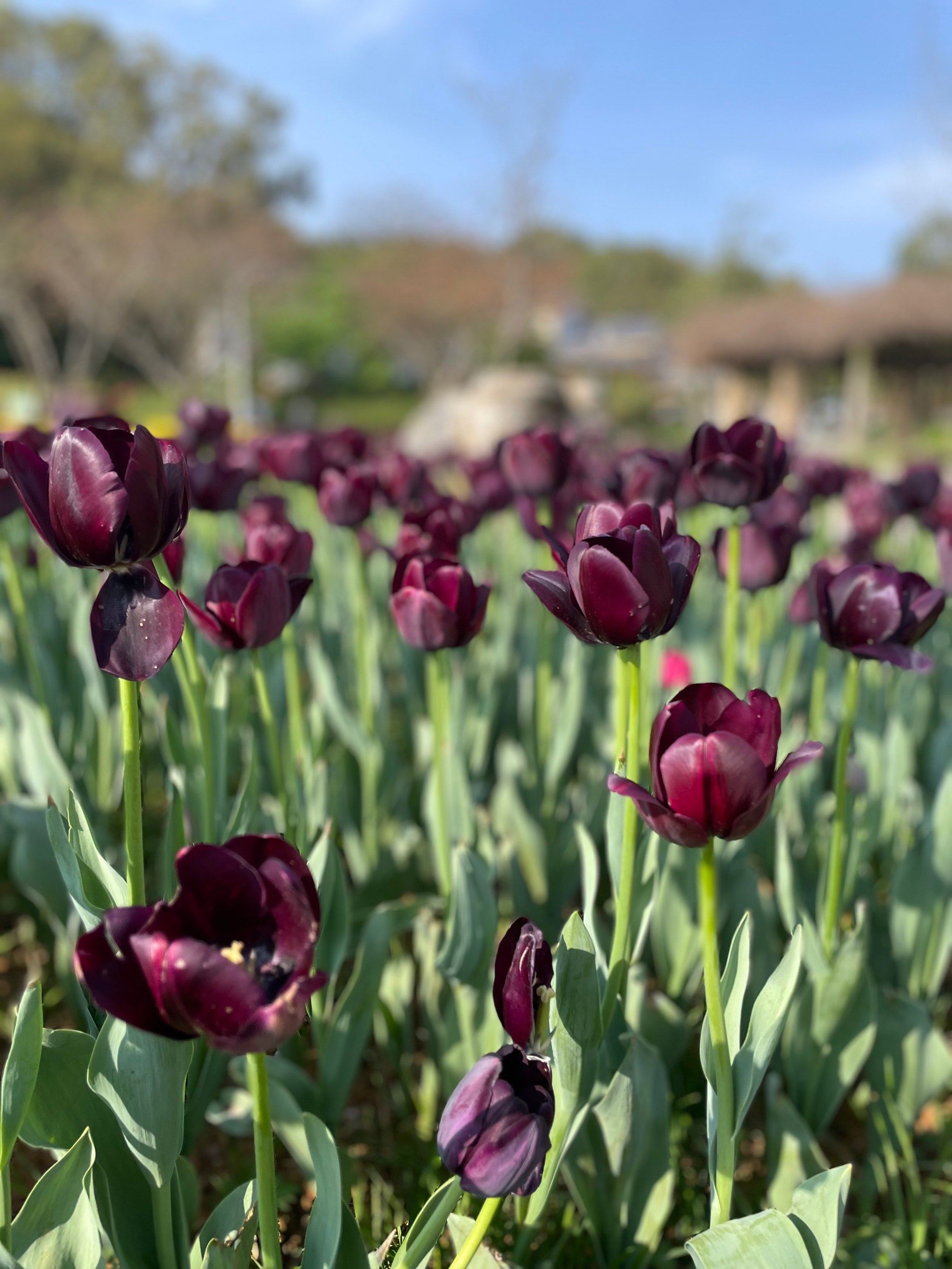 紫到发黑的夜皇后