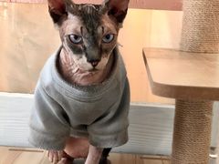 -共舞时光猫咖·狗咖(新街口店)